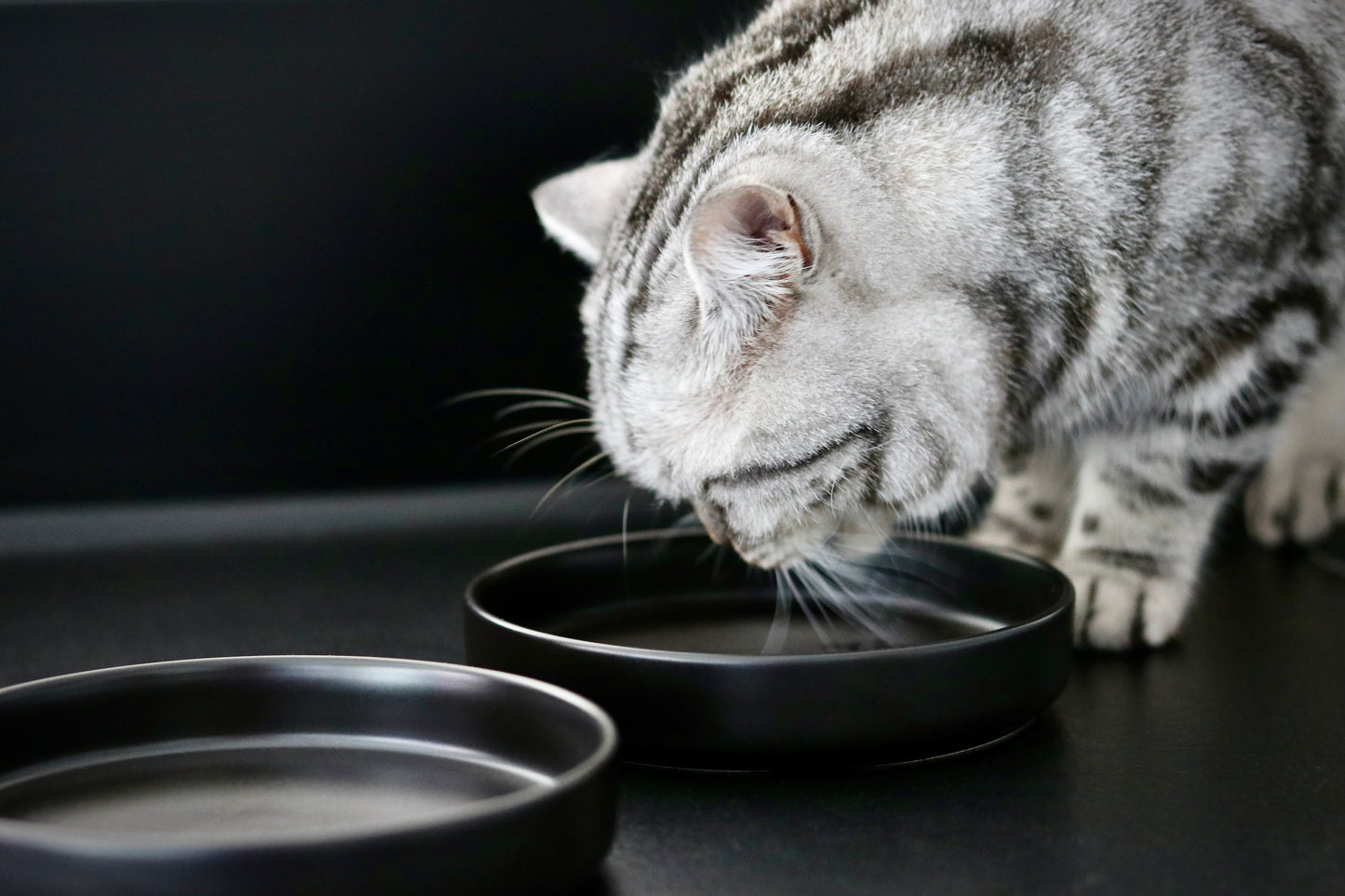 Cat bowl black edition
